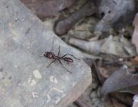 Die Bullenameise kann fest zubeißen