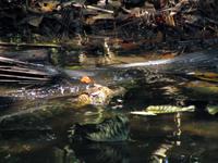 Sehen Sie den Kaiman