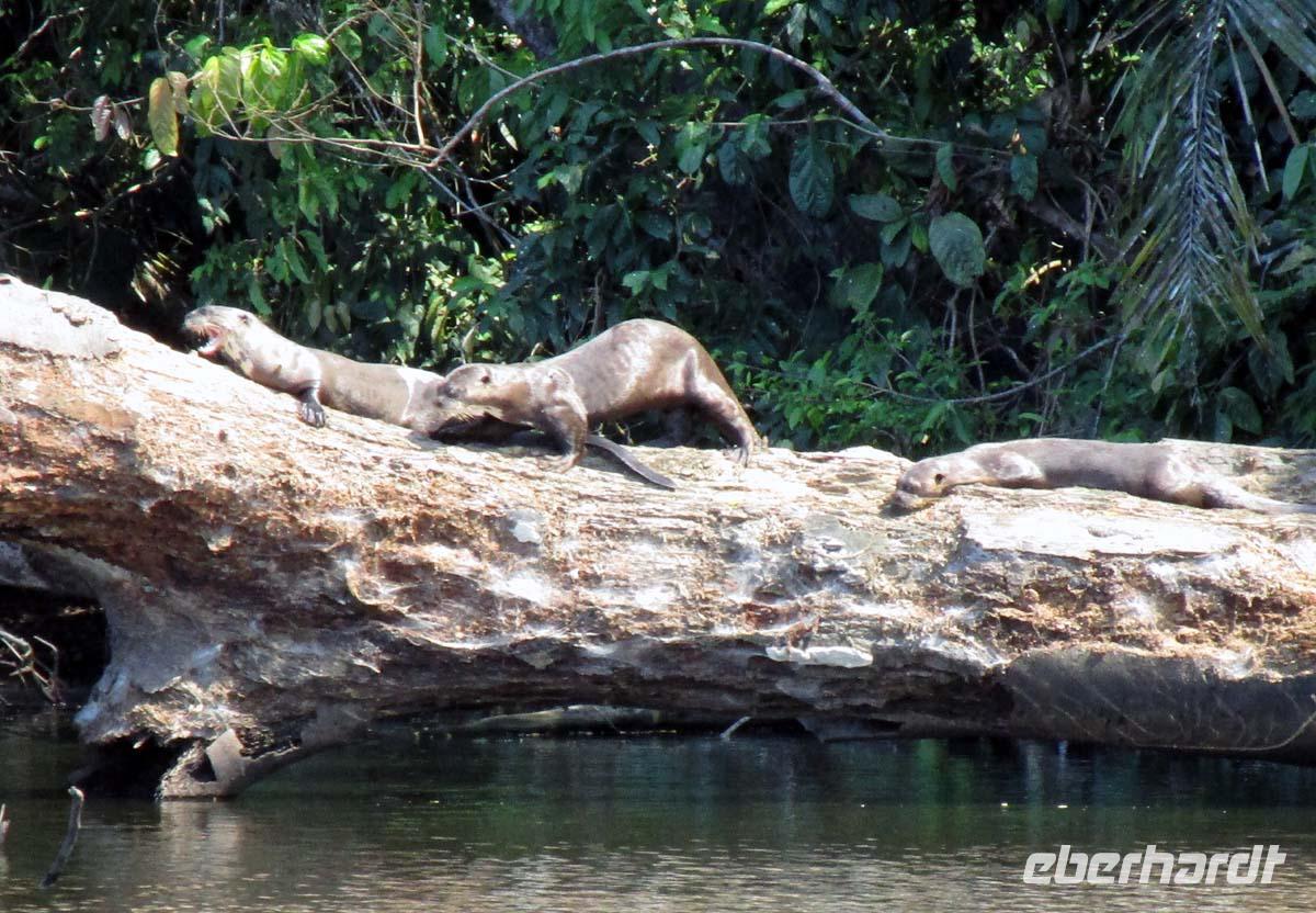 Riesenotter am Sandoval See