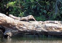 Riesenotter am Sandoval See