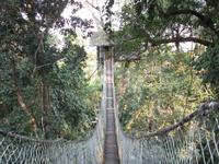 In den Baumkronen des Regenwaldes