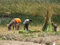 Schilfernte am Titicacasee