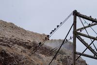 Ballestas-Inseln: Truthahngeier