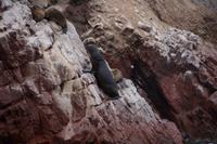 Seebären (auf Spanisch Seewölfe) Ballestas