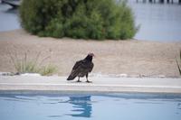 Truthahngeier am Swimmingpool, Paracas