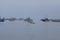 Piquero im Sturzflug