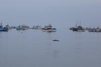 Piquero im Sturzflug II