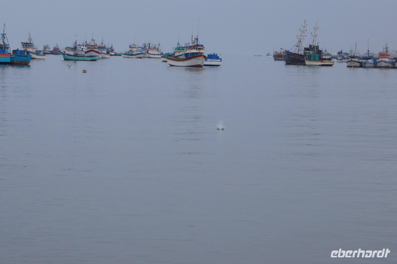Piquero im Sturzflug IV: und weg