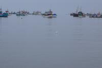 Piquero im Sturzflug IV: und weg