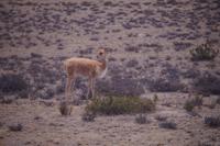Vicuña
