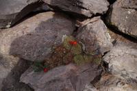 Kaktusblüte, Sillustani
