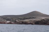 Millionen Alke sitzen auf einem Haufen Sch... Guano