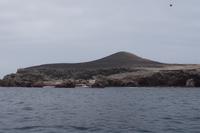 Millionen Alke sitzen auf einem Haufen Sch... Guano