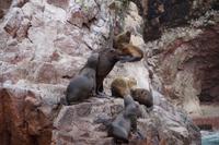 Seebären (auf Spanisch Seewölfe) Ballestas