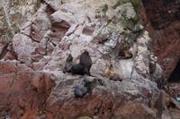 Der Seelöwenbulle wird gleich das wohl männliche Kalb (versuchem zu) töten.