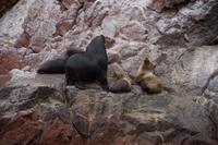 Der Seelöwenbulle wird gleich das wohl männliche Kalb (versuchem zu) töten.