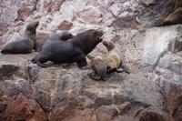Die Mutter verteidigt ihr wohl männliches Kalb gegen die Angriffe des Seelöwenbullen