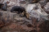 Der Seelöwenbulle drängt Kuh und Kalb vom Felsen