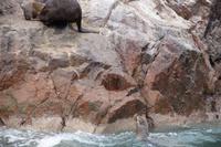 Der Seelöwenbulle hat die Kuh  vom Felsen gedrängt und versucht nun das Kalb zu töten