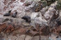 Nachdem auch dass Kalb im Wasser ist, springt der Seelöwenbulle hinterher, um dem zukünftigen Konkurrenten den Garaus zu machen