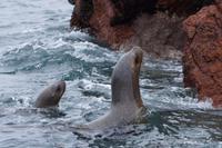 Sind Mutter und Kind entwischt und versuchen nun auf einem anderen Felsen Platz zu finden?