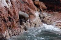 Die Mutter ist aus dem Wasser, aber das Kalb quengelt.