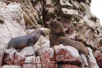 Ballestas-Inseln: Seelöwen