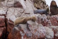 Schlaf der Friedfertigen