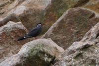 Ballestas-Inseln: Seeschwalbe