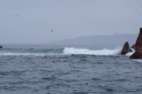 Wellengang Ballestas