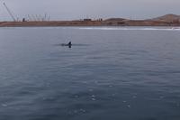 Bottlenose-Delphin taucht ab