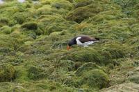 Der Strandläufer hat etwas gefunden