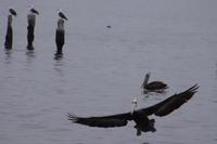 Pelikan im Bremsflug