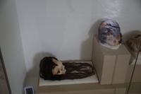 Schädeldeformierung in der Paracas-Kultur