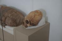 Schädeldeformierung in der Paracas-Kultur