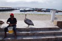 Zuerst Pelikane mit Fischköpfen, dann Touristen mit Pelikanen ködern.
