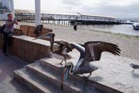 Bunt ist der Pelikanschnabel 