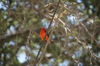 Piepmatz in der Oase von Huancaina