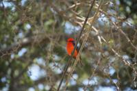 Piepmatz in der Oase von Huancaina