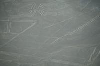 Nazca: Die Spinne