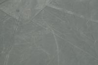Nazca: Der Kondor