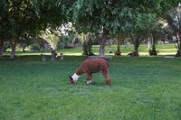 Alpaca im Hotelgarten, Nazca