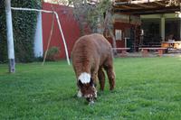 Alpaca im Hotelgarten, Nazca