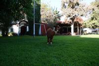 Alpaca im Hotelgarten, Nazca