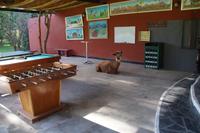 Alpacas sind schlechte Verlierer