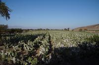 Opuntienfarm mit Cochinille-Läusen, aus denen wird roter Farbstoff (z.B. für Lippenstift) gewonnen.