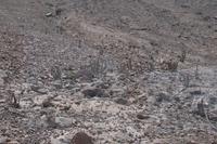 San Pedro-Kakteen - wegen ihres Meskalins wichtig für Schamanismus 