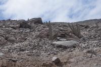 San Pedro-Kakteen - wegen ihres Meskalins wichtig für Schamanismus 