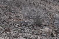 San Pedro-Kakteen - wegen ihres Meskalins wichtig für Schamanismus 