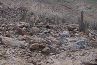 San Pedro-Kakteen - wegen ihres Meskalins wichtig für Schamanismus 